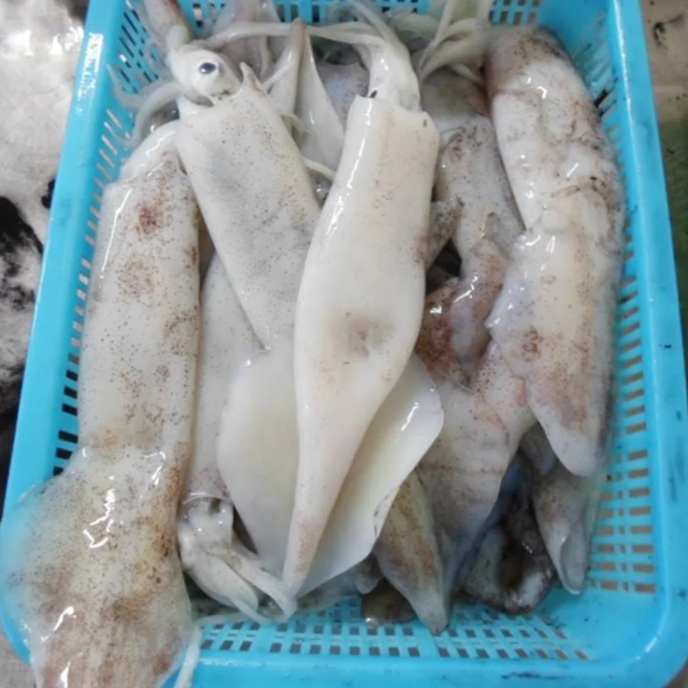 LOLIGO SQUID