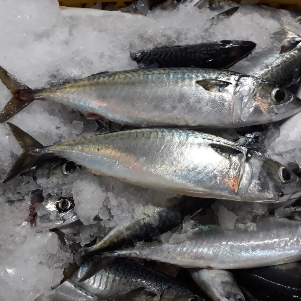 PRODUCTOS VARIOS (90) REPARACIÓN DE CELULARES<br />
IPHONE -ANDROID