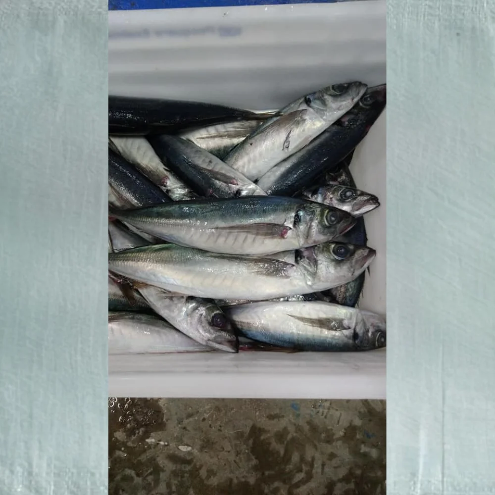 HORSE MACKEREL